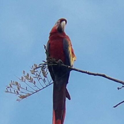 Scarlet Macaw Bird Watching (seasonal)
