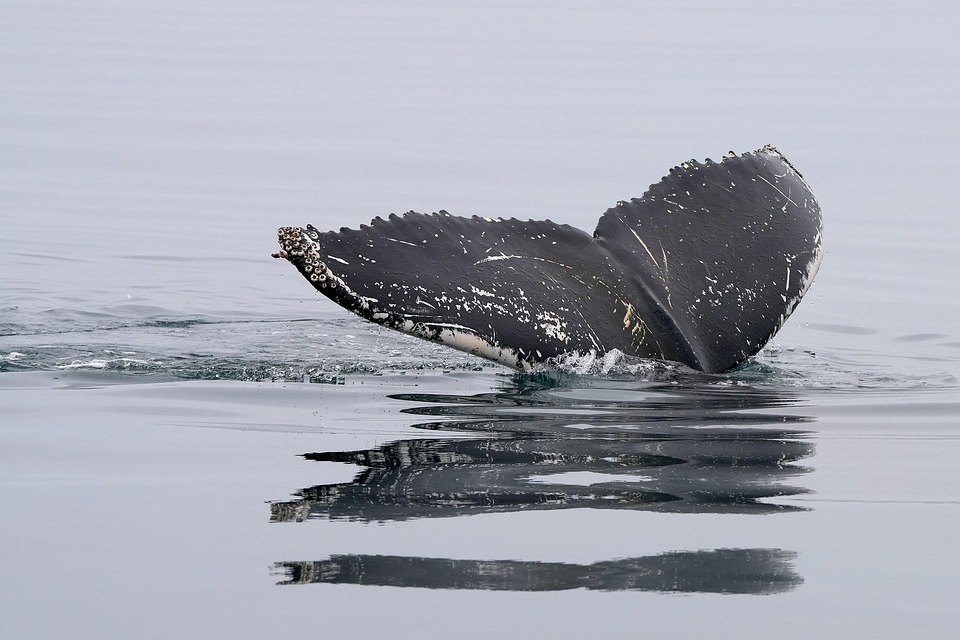 Dive into Adventure: Exploring the World's Top Scuba Destinations