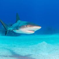 Marine Tours